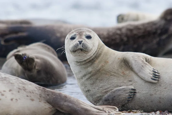 Grey seal on Helgoland Island, Germany Bight, Germany