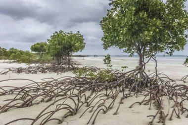 Avustralya kıyıları Portland Yolu 'na yakın, Weymouth Burnu' na yakın, Queensland, Avustralya 'daki Büyük Bariyer Raff' ın içinde.
