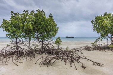 Avustralya kıyıları Portland Yolu 'na yakın, Weymouth Burnu' na yakın, Queensland, Avustralya 'daki Büyük Bariyer Raff' ın içinde.