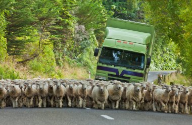 herd of merino sheep on a road in New Zealand, blocking the traffic, coming behind them