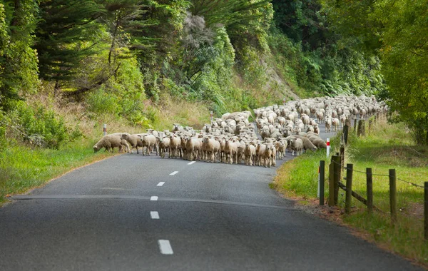 herd of merino sheep on a road in New Zealand, blocking the traffic, coming behind them