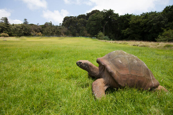 гигантская черепаха в парке резиденции правительства на острове Святой Елены, южная Атлантика