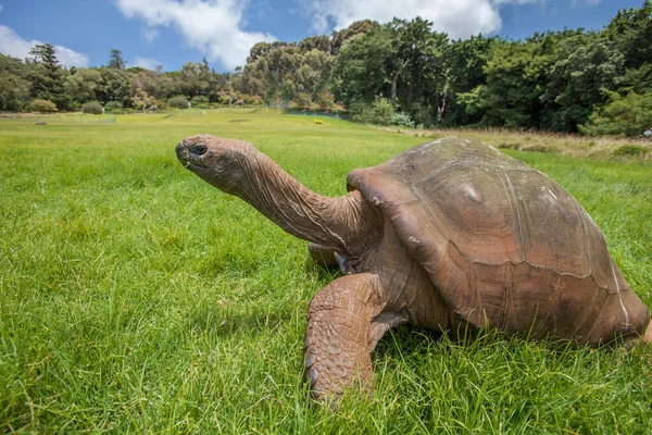 giant turtle in the park of govenors residence on St.Helena Island, south atlantic