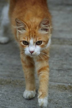 Uzun tüylü turuncu kedi. Bu kedi, evcil bir kedi ile angora kedisi arasındaki bir çapraz bağın sonucu.