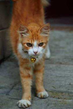 Uzun tüylü turuncu kedi. Bu kedi, evcil bir kedi ile angora kedisi arasındaki bir çapraz bağın sonucu.