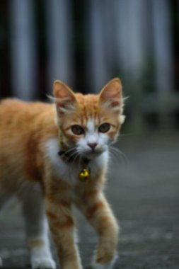 Uzun tüylü turuncu kedi. Bu kedi, evcil bir kedi ile angora kedisi arasındaki bir çapraz bağın sonucu.