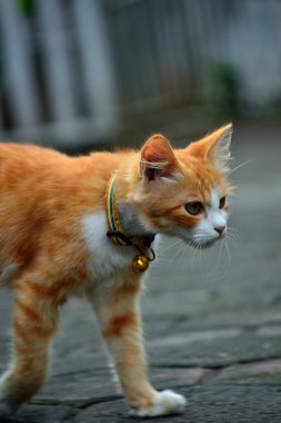 Uzun tüylü turuncu kedi. Bu kedi, evcil bir kedi ile angora kedisi arasındaki bir çapraz bağın sonucu.