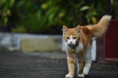 Uzun tüylü turuncu kedi. Bu kedi, evcil bir kedi ile angora kedisi arasındaki bir çapraz bağın sonucu.
