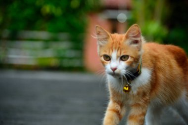 Uzun tüylü turuncu kedi. Bu kedi, evcil bir kedi ile angora kedisi arasındaki bir çapraz bağın sonucu.
