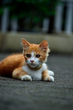 Uzun tüylü turuncu kedi. Bu kedi, evcil bir kedi ile angora kedisi arasındaki bir çapraz bağın sonucu.