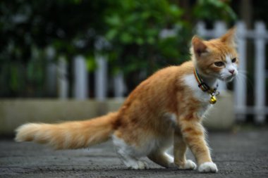 Uzun tüylü turuncu kedi. Bu kedi, evcil bir kedi ile angora kedisi arasındaki bir çapraz bağın sonucu.