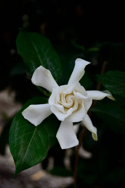 Jasmine Flower Dark Background Jasmine Genus Shrubs Vines Olive Family — 图库照片