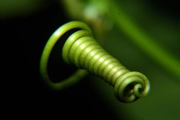 Спіральне Листя Розмитому Зеленому Тлі — стокове фото