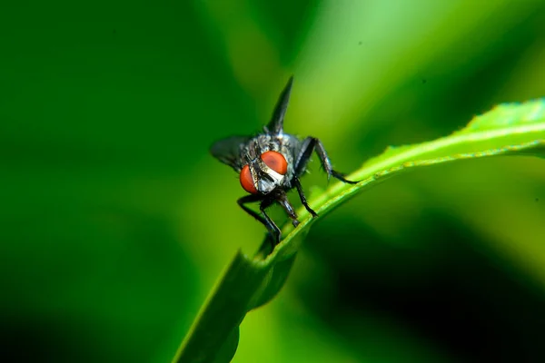 Nature Fliege Trifft Barsch Auf Grünem Blatt Mit Verschwommenem Grünem — Stockfoto