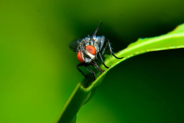 Nature Fly Meet Perch Green Leaf Blurry Green Background — Stock Photo, Image