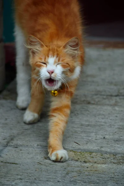 Orange Katze Mit Langem Fell Diese Katze Ist Das Ergebnis — Stockfoto