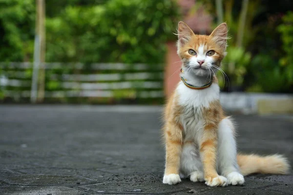 有长毛的橙猫 这只猫是家猫和安哥拉猫杂交的结果 — 图库照片