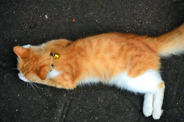 Orange Cat Long Fur Cat Result Cross Domestic Cat Angora — Stock Photo, Image