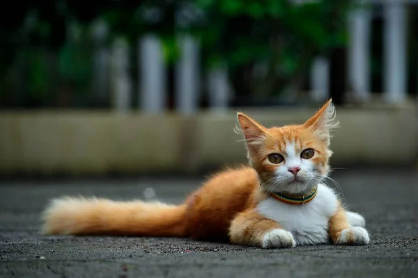 Orange Cat Long Fur Cat Result Cross Domestic Cat Angora — Stock Photo, Image