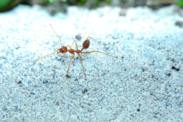 Weaver karıncaları, yuvaya dönüşmüş yapraklarla yuva yapan bir karınca türüdür.