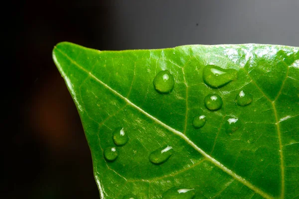 Dew Green Leaf — Stock Photo, Image