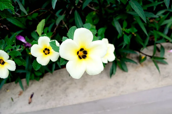 Sabah 8: 00 'de bulanık yeşil bir arka planla açan Turnera subulata çiçekleri.