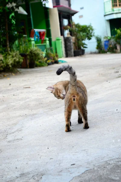 Este Gato Resultado Cruzamento Entre Gato Doméstico Gato Angorá — Fotografia de Stock