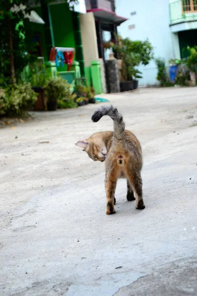 Questo Gatto Risultato Incrocio Tra Gatto Domestico Gatto Angora — Foto Stock