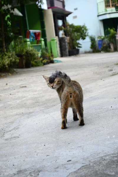 Cat Result Cross Domestic Cat Angora Cat — 图库照片