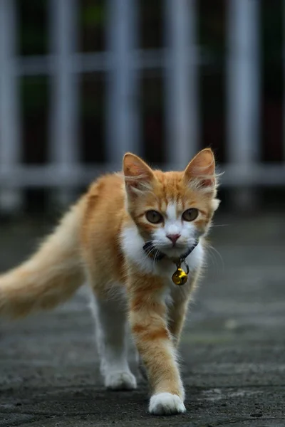 Pomarańczowy Kot Długim Futrem Ten Kot Jest Wynikiem Skrzyżowania Domowego Zdjęcie Stockowe