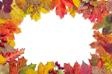 Beyaz yüzeyde renkli sonbahar yaprakları. Üst görünüm, düz konum ve kopya spac