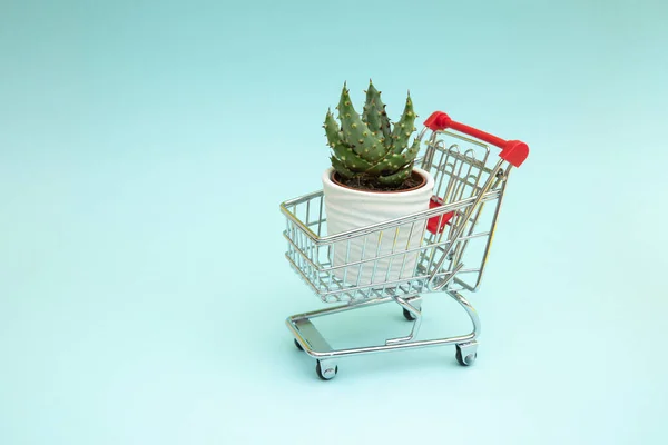 Ültess Egy Bevásárlókocsiba Virágok Növények Vásárlásának Forgalmazásának Koncepciója — Stock Fotó