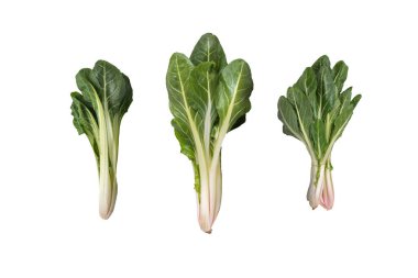 Mangelwurzel salatası yaprakları izole