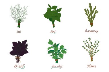 Pişirmek için taze kokulu otlar seti. Bir demet maydanoz, dereotu, fesleğen, kekik, biberiye ve nane, beyaz arka planda izole edilmiş..