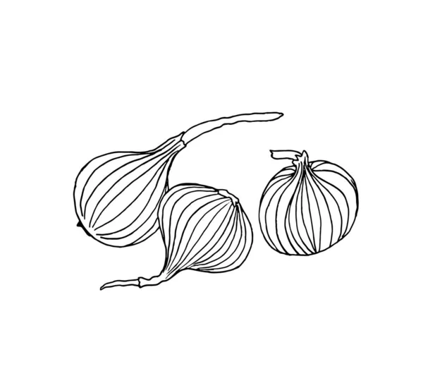 3つのタマネギの頭は 白い背景に隔離されたドドルのスタイルで作られました 野菜のベクトルスケッチ — ストックベクタ