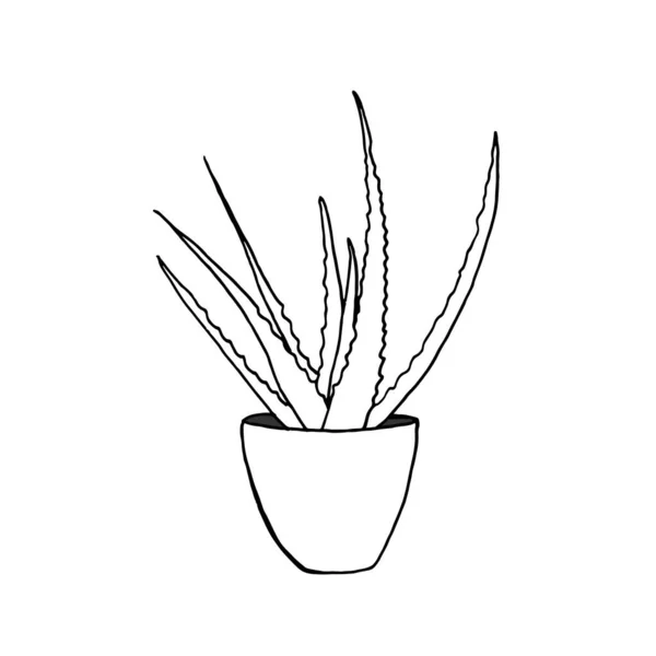 Vaso Con Una Pianta Aloe Disegnato Mano Icona Contorno Vettoriale — Vettoriale Stock