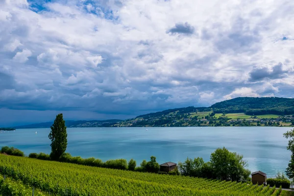 View Lake Vineyards Meisterschwanden Switzerland — Stockfoto