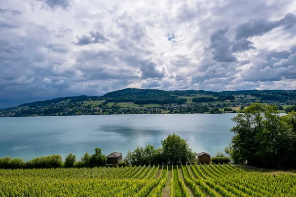 View of the lake and the vineyards - Meisterschwanden, Switzerland