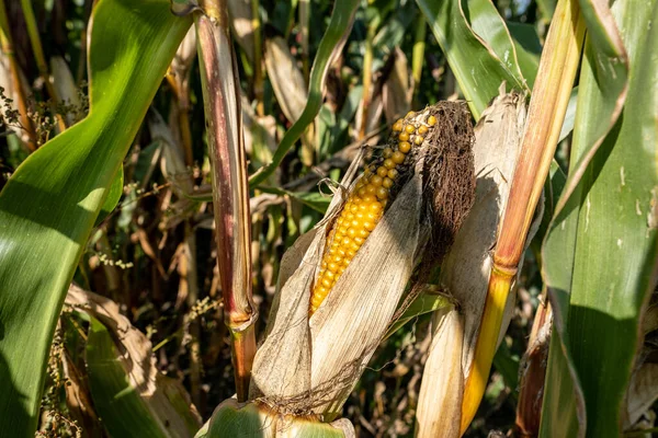 Corn plants in the natural environment in the field