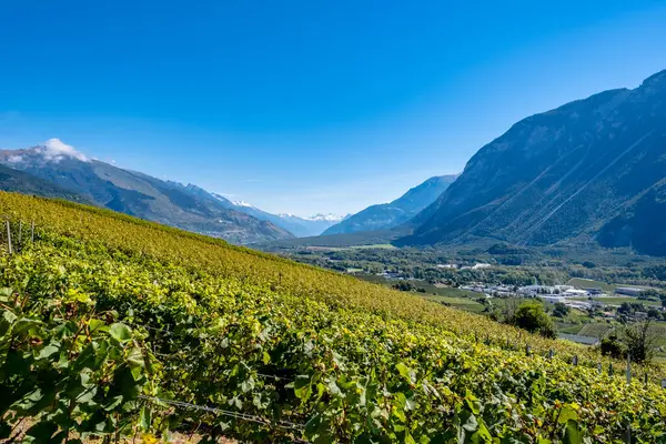 Panoramic view over the vineyards - Switzerland