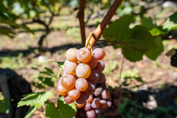 Bunch of red grapes on a vine with green leaves around