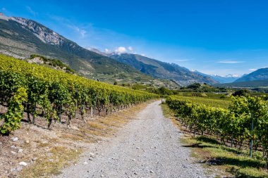 Hiking trail through the vineyards - Veyras, Switzerland
