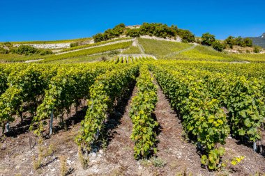 Landscape Of Vineyard - Veyras, Switzerland