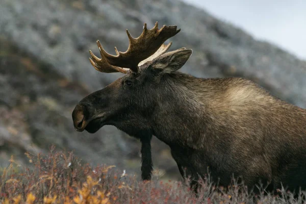 Bull Moose Ridge Savage River Denali National Park Alaska — Stock Photo, Image