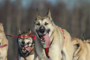 Karda sevimli bir köpeğin portresi. kış.