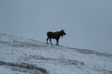 Denali Ulusal Parkı, Alaska 'da bir sırtta geyik silueti 
