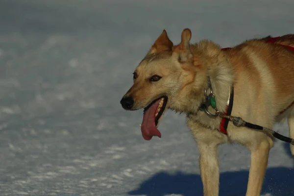Sled Dogs Restart 2016 Iditarod Alaska — Stock Photo, Image