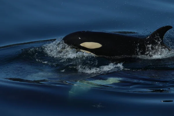 Veau Orca Dans Baie Résurrection Alaska — Photo