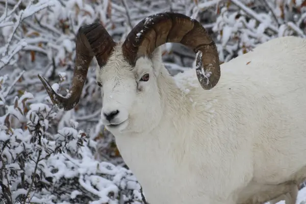 Dall Sheep Ram Snowy Polychrome Pass Denali National Park Alaska — Stock Photo, Image