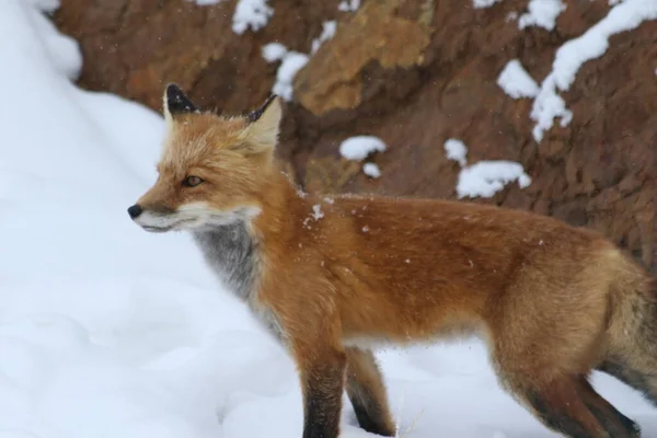 Renard Roux Dans Col Polychrome Par Une Journée Enneigée Dans — Photo